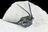 Bargain, Kettneraspis Trilobite With Occipital Horn - Morocco #108756-1